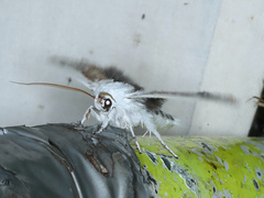 Cryptophasa albacosta