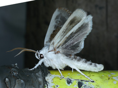 Cryptophasa albacosta