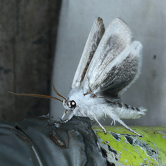 Cryptophasa albacosta