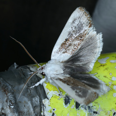 Cryptophasa albacosta