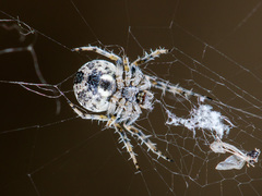 Araneus strandiellus