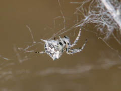 Araneus strandiellus