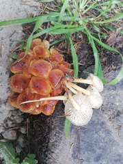 Flammulina velutipes