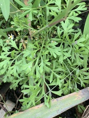 Artemisia capillaris