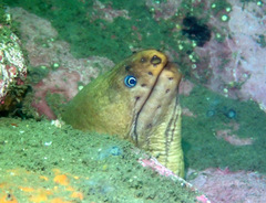 Gymnothorax prasinus