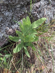 Phlebodium pseudoaureum