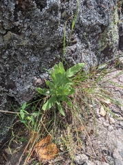 Phlebodium pseudoaureum