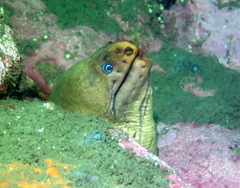 Gymnothorax prasinus