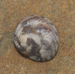 Gibbula magus