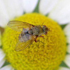 Siphona geniculata