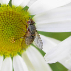 Siphona geniculata