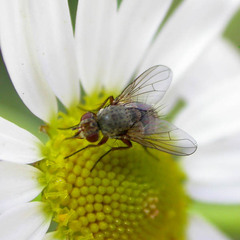 Siphona geniculata