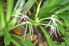 Hymenocallis littoralis