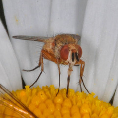 Siphona flavifrons