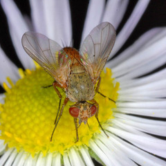Siphona flavifrons