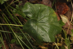 Alchemilla