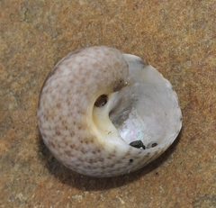 Gibbula magus