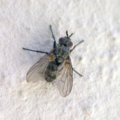 Triarthria setipennis