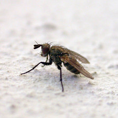 Triarthria setipennis