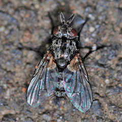 Triarthria setipennis