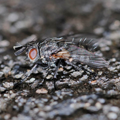 Triarthria setipennis