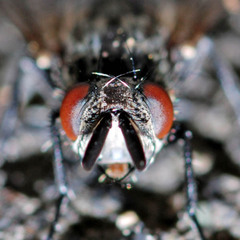 Triarthria setipennis