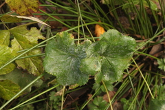 Alchemilla