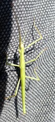 Macynia labiata