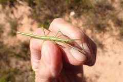 Macynia labiata