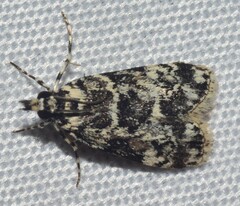 Scoparia exhibitalis