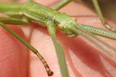 Macynia labiata