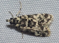 Scoparia exhibitalis