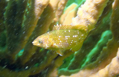 Notolabrus gymnogenis