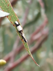 Monopis icterogastra