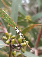 Monopis icterogastra