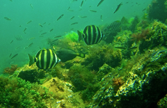 Meuschenia flavolineata