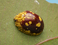 Paropsis maculata
