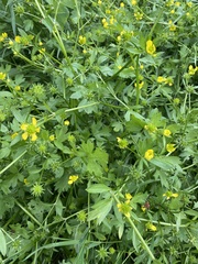 Ranunculus muricatus