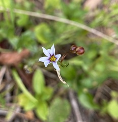 Sisyrinchium micranthum