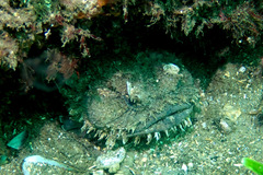 Batrachomoeus dubius