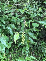 Stachyurus himalaicus
