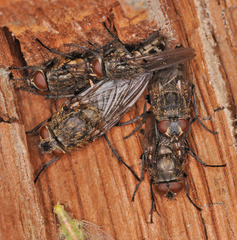 Pollenia rudis