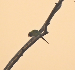 Psittacula cyanocephala