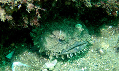 Batrachomoeus dubius