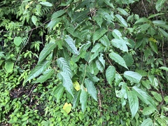 Stachyurus himalaicus