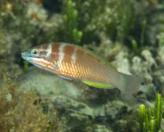 Pseudolabrus luculentus