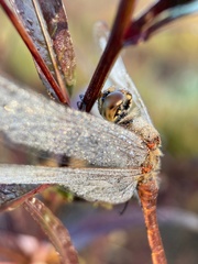Sympetrum frequens