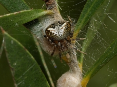 Araneus albotriangulus