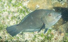 Notolabrus inscriptus