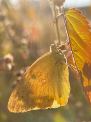 Colias poliographus